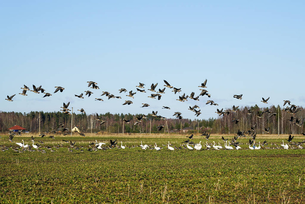 Madár élet kora tavasszal, egy csapat vadliba és fehér hattyúk gyűjtögetés egy mezőgazdasági területen, kék ég háttér - Fotó, kép