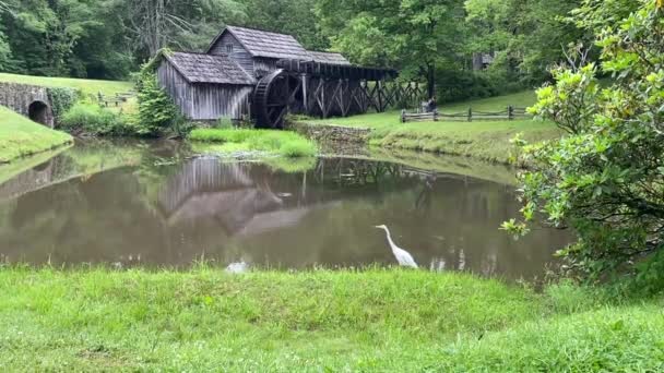 Egret or white heron at Mabry Mill on the Blue Ridge Parkway. Ed and Lizzy Mabry built the mill to ground corn and saw lumber.  A popular and picturesque places along the Parkway. Great white egret. - Séquence, vidéo