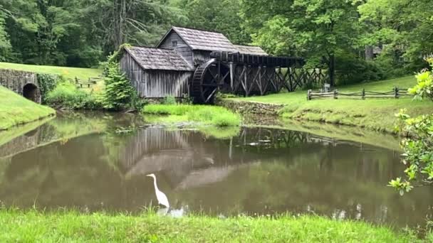 Zpomal. Egret nebo bílá volavka v Mabry Mill na Blue Ridge Parkway. Ed a Lizzy Mabryovi postavili mlýn na mletí kukuřice a viděli dřevo. Populární a malebná místa podél Parkway. Velký bílý volavka. - Záběry, video