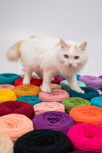 Close-up of a whiting fluffy cat among multicolored cotton skeins - Φωτογραφία, εικόνα