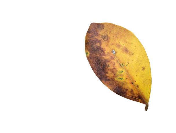 Isolated old and dried leaves of ficus benjamina with clipping paths. - Photo, Image