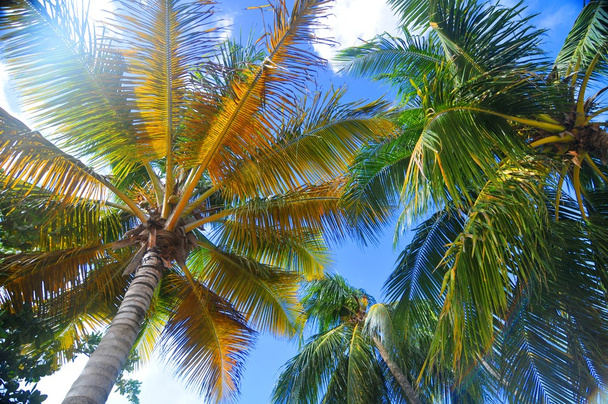 Palm trees - Photo, Image