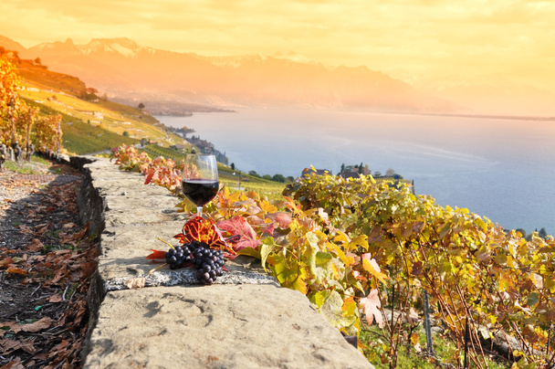 κρασί και σταφύλια στην Ελβετία - Φωτογραφία, εικόνα