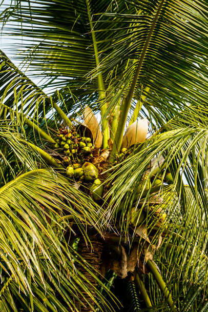close up view of Coconut tree - Fotoğraf, Görsel