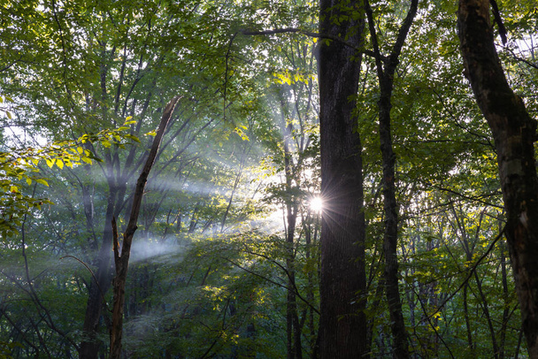 Rayos de sol a través de la neblina o niebla en el exuberante bosque. Carbono neto cero concepto foto. - Foto, imagen