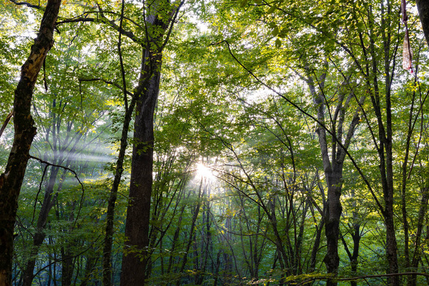 Sunbeams through the haze or fog in the forest. Carbon neutrality concept photo. - Zdjęcie, obraz