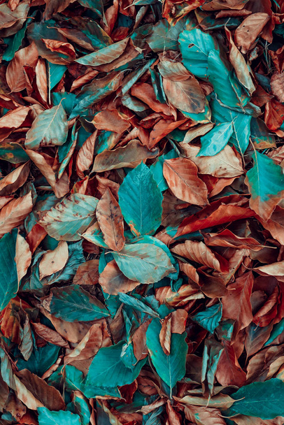 καφέ και κόκκινα ξηρά φύλλα στο έδαφος την εποχή του φθινοπώρου  - Φωτογραφία, εικόνα