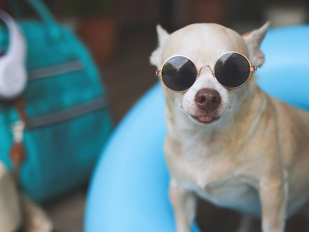 Portrait of a happy  brown short hair chihuahua dog wearing sunglasses, standing  in blue swimming ring with travel accessories, straw hat, backpack and headphones. - Фото, изображение