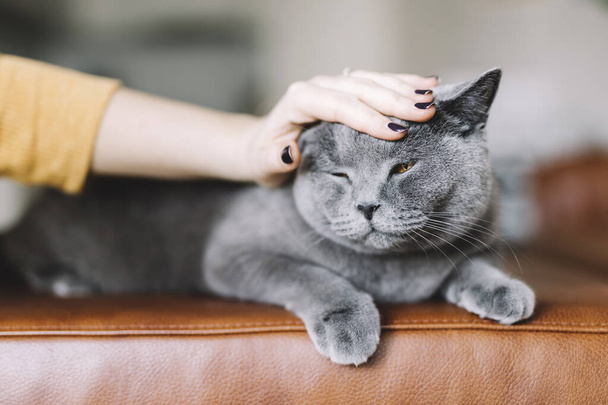 Mujer mano acariciando británico gato lindo mascota - Foto, Imagen