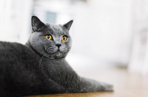 British cat in home portrait. British shorthair breed - Фото, изображение