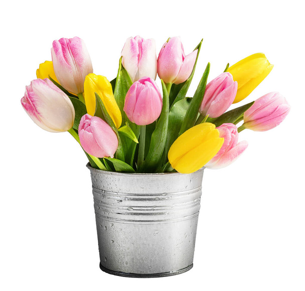 Tulip flowers in metal bucket isolated on white. - 写真・画像