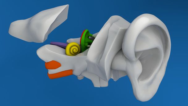 人間の耳の解剖学 - 写真・画像