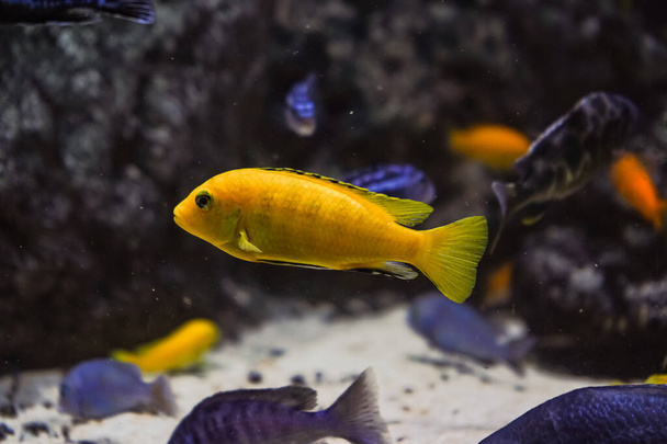 Discus, colorful cichlids in the aquarium, freshwater fish that lives in the Amazon basin. Colored, bright fish in the aquarium. A variety of marine fish - Foto, afbeelding