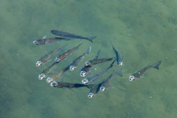 Flathead Grey Mullet Fish Swimming in the Sea. - Photo, Image