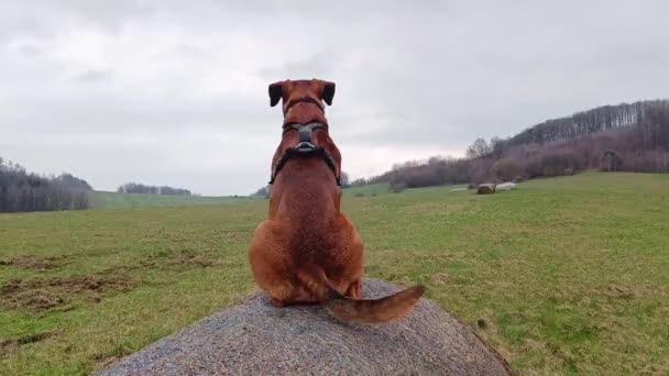 Cão sentado em cima do feno, olhando muito longe e abanando cauda. - Filmagem, Vídeo
