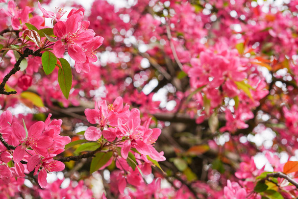 Яблуня з квітами в саду, весняний квітучий рожевий фон
 - Фото, зображення