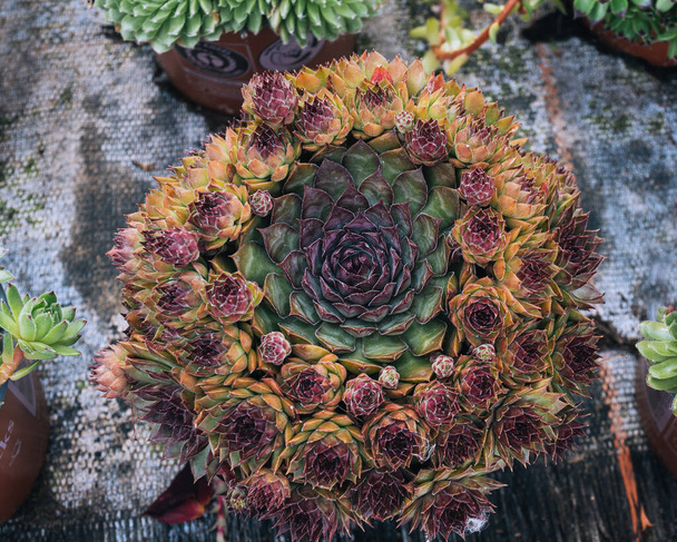 beautiful botanical shot, natural wallpaper - Valokuva, kuva
