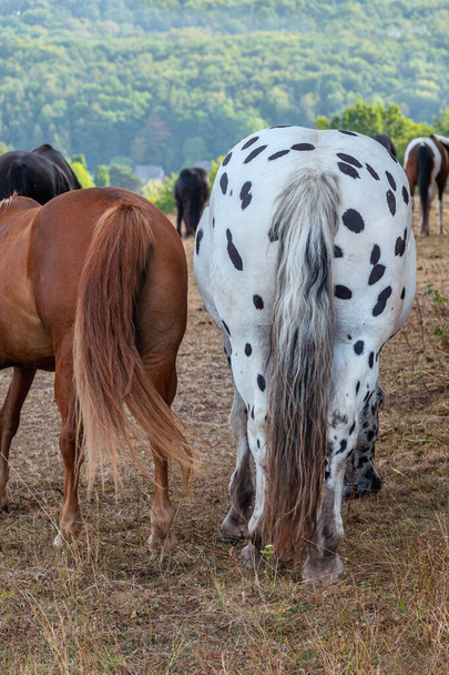 horses grazing in the meadow - Foto, Bild