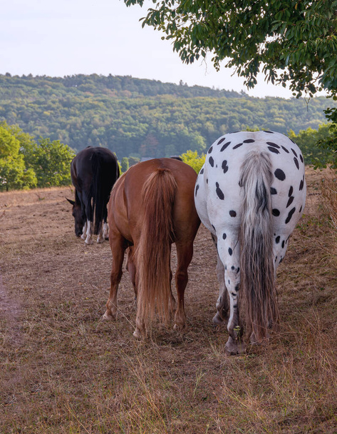 a horse grazing on a pasture, a herd of horses - Fotó, kép