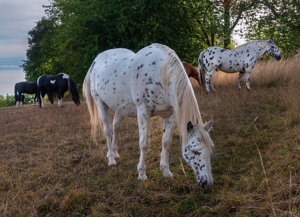 a herd of horses graze on a pasture in the meadow - Photo, Image