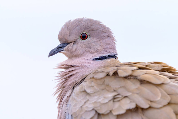 Portrait d'une belle colombe blanche, également appelée colombe à collier eurasien ou colombe à collier (Streptopelia capicola), sur fond blanc sur Fuerteventura, Espagne  - Photo, image