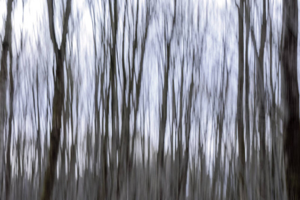 Patrón de troncos de árboles desenfocados en un bosque caducifolio con árboles caducifolios altos en una mañana de primavera en Siebenbrunn cerca de Augsburgo, Alemania - Foto, imagen