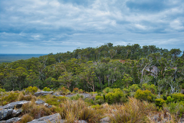 Forêt dense de karri et de marri eucalyptus sur les pentes inférieures du mont Chudalup, une île écologique granitique dans le parc national D'Entrecasteaux, Australie occidentale - Photo, image