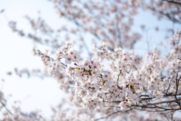 Close up of Cherry Blossoms in spring with Soft focus, in Seoul, South Korea - Fotografie, Obrázek