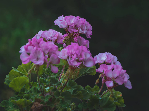 beautiful pink flower in the garden - Foto, Imagen