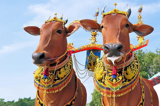 インドネシア ・ マドゥラ雄牛レースの装飾が施された牛 - 写真・画像