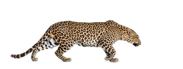 Seitenansicht eines davonlaufenden Gefleckten Leoparden, Panthera pardus, isoliert auf weiß - Foto, Bild