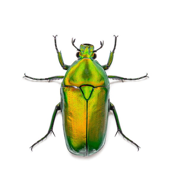 Vista desde arriba de un escarabajo de la flor, Chlorocala africana, aislado en blanco - Foto, Imagen