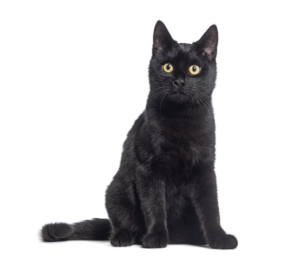 Zwarte Kitten kruisingen kat, kijken naar de camera, geïsoleerd op wit  - Foto, afbeelding