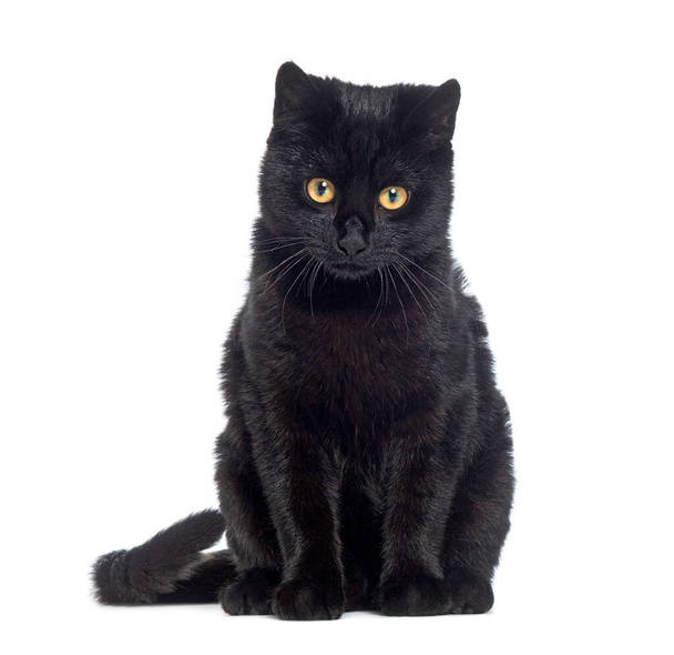 Chat croisé chaton noir, regardant la caméra, isolé sur blanc  - Photo, image