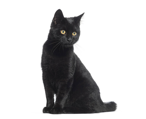 Gatito negro cruzado gato, mirando hacia otro lado, aislado en blanco  - Foto, Imagen
