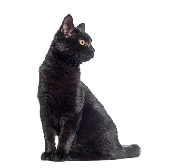 黒い猫を離れて、白い上に隔離された座って - 写真・画像