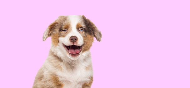 Glückliche drei Monate alte Puppy Red Merle Bastard Hundekreuzung mit einem australischen Schäferhund und einer unbekannten Rasse isoliert auf rosa Hintergrund - Foto, Bild