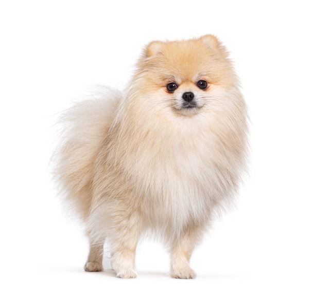 Pomeranian dog standing in front and looking at the camera, isolated on white - Фото, изображение