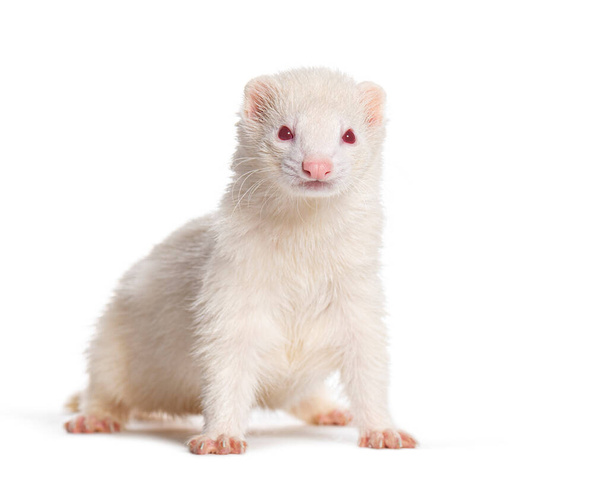 white Albino, Ferret standing right in the center looking at the camera, Isolated on white - Photo, Image