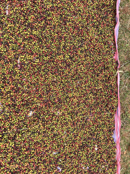 Coffee cherries being dried in a garden on a plastic sheet in the sun. this process is called the natural process. garden coffee is an ethiopian tradition. Bona Zuria, Ethiopia, Africa - Fotó, kép