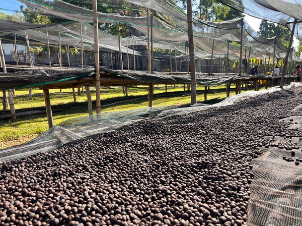 Ethiopian coffee cherries lying to dry in the sun in a drying station on raised bamboo beds. Natural process, Bona Zuria, Sidama, Ethiopia, Africa - Foto, afbeelding