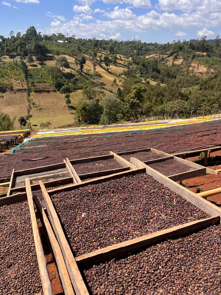 Ethiopian coffee cherries lying to dry in the sun in a drying station on raised bamboo beds. This process is the natural process. Bona Zuria, Sidama, Ethiopia, Africa - Fotó, kép