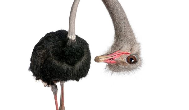 Портрет забавного и милого мужского страуса вверх ногами; голова вниз. с перспективным эффектом сужения тела, которое создает большую глубину, изолированную на белом - Фото, изображение