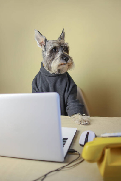собака фрілансер порода Грея шнауцер з загостреними вухами і чорний ніс в темному гольфі сидить на білому ноутбуці і працює і навчається
 - Фото, зображення