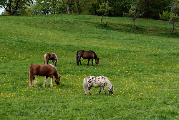 horses grazing in the meadow - Photo, Image