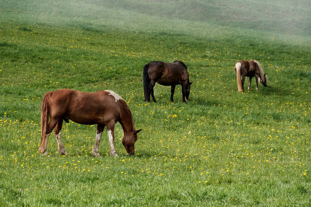 horses grazing in the meadow - Fotoğraf, Görsel