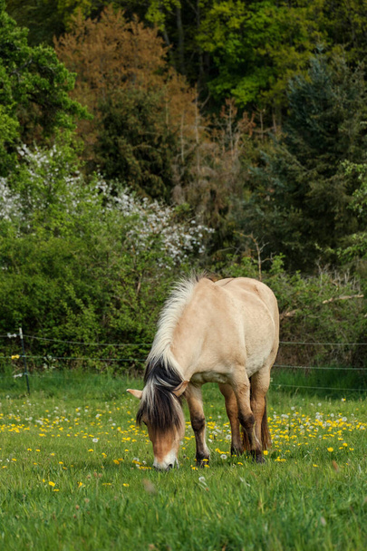 horse in the meadow - Foto, Imagen