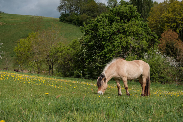 horse in the meadow - Foto, Imagem