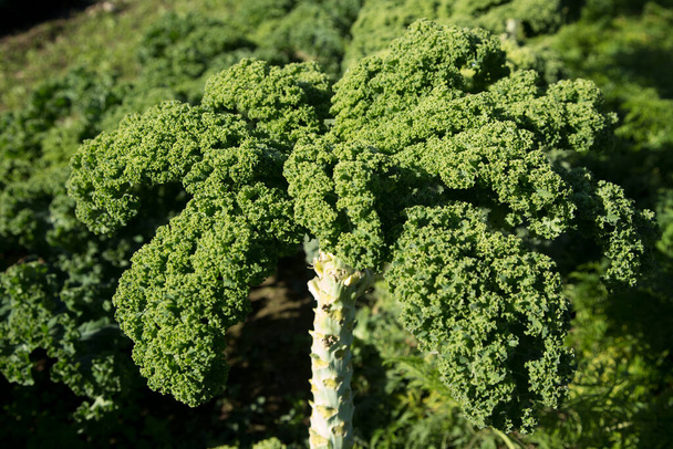 Grünkohlpflanze in einem Bio-Garten im Norden Spaniens. - Foto, Bild