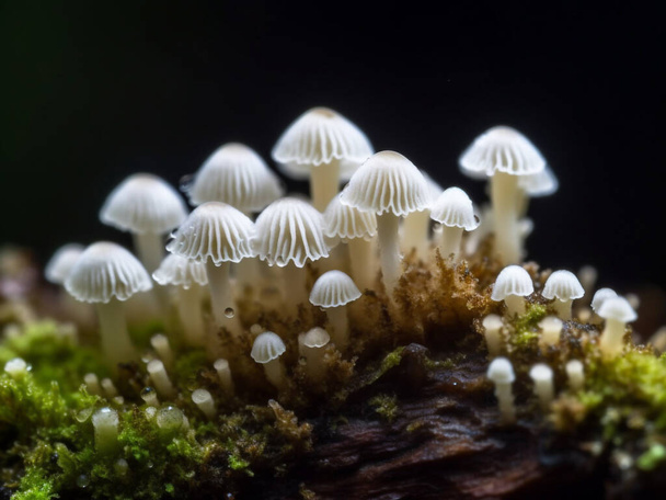 Кластер красивих білих лісових грибів, що ростуть на стовбурі дерева
 - Фото, зображення